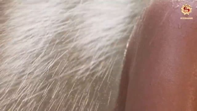 Соль что с ней не так Вся правда о хлориде натрия смотреть онлайн