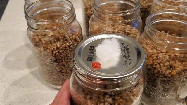 The EASY Way To Make Mushroom Grain Spawn For Growing Mushrooms At Home смотреть онлайн
