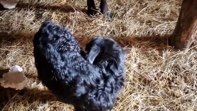 Козы окотились/Родился мёртвый козлик/Обваливаеться сарай смотреть онлайн