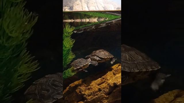 брачные игры красноухих черепах смотреть онлайн