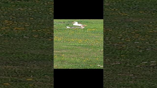 Ясная поляна ,музей усадьба, Лев Толстой, гуси, Щекино, тульская область