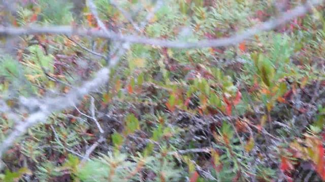 Осеннее болото . Красный багульник и мирт болотный .