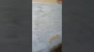 Канализационные мухи подъезд Кирова 1