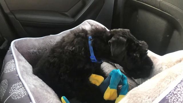 Керри Блю Терьер по кличке Веня 2 месяца. смотреть онлайн