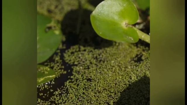 Самое маленькое растение в мире смотреть онлайн