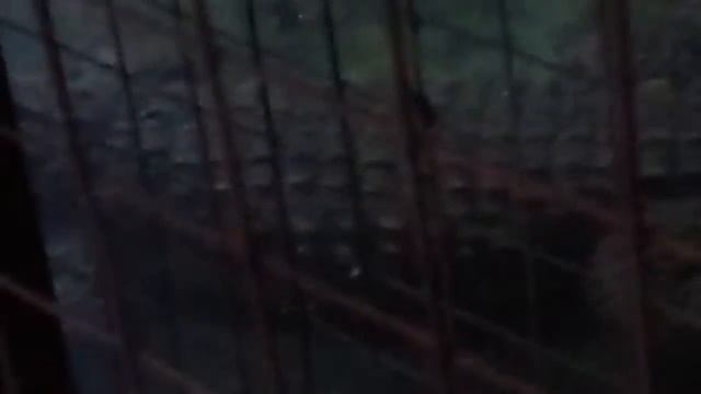 Крокодил (в зоопарке ) смотреть онлайн