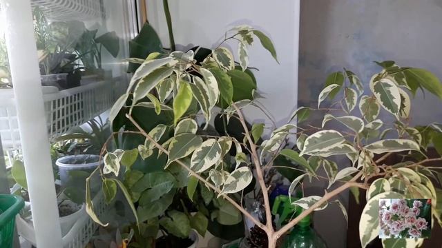 КОМНАТНЫЕ ЦВЕТЫ.ФИКУСЫ. ОБРЕЗКА,ФОРМИРОВАНИЕ КРОНЫ.