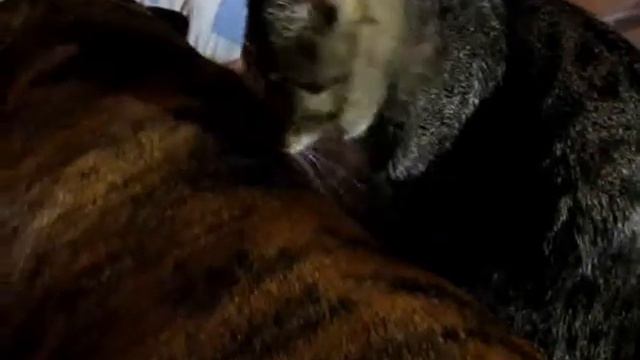 S.A BOERBOEL LEGENDA AFRIKI NADZHIB and his mustache Nanny смотреть онлайн