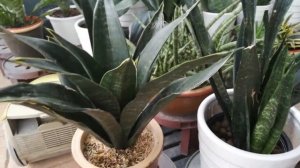 Review Sansevieria  Black Diamond vs Sword /Green Arrow / Nelsonii Black