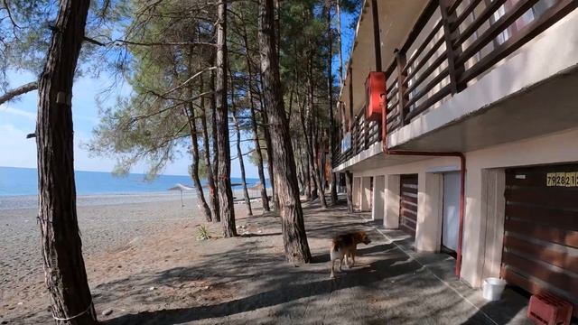 Реликтовые Сосны в Пицунде зимой [Абхазия море в Пицунде январь 2023 1] смотреть онлайн