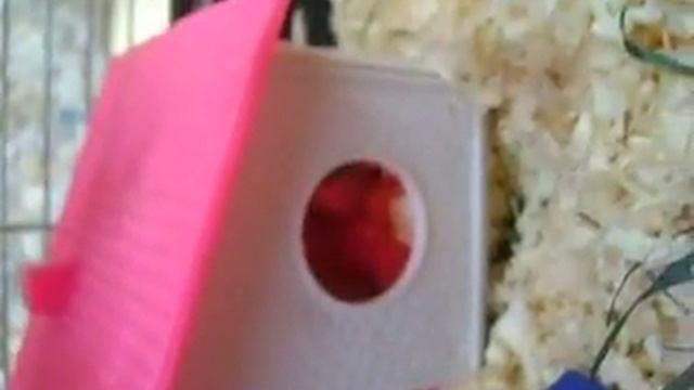 Джунгарские хомяки дерутся смотреть онлайн