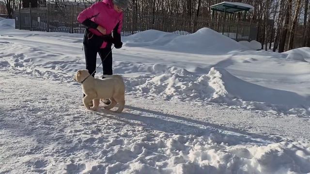 первое занятие с хендлером смотреть онлайн