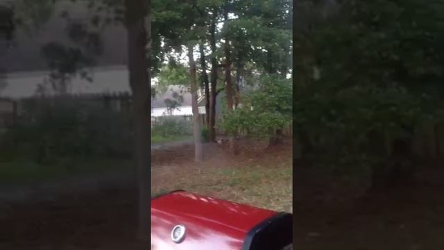 Grandma sprays chicken out of tree смотреть онлайн