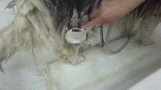 Груминг Маламута. Спа для Гаврюши. Аляскинский Маламут Груминг смотреть онлайн