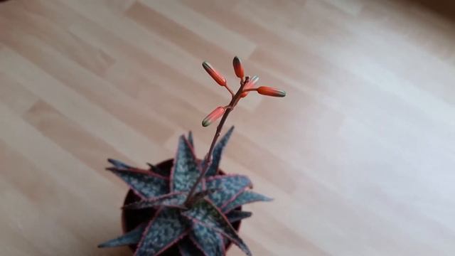 Aloe 'Bright Star' Bloom Progression: Autumn 2019 смотреть онлайн