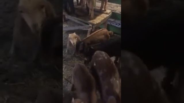 Камори-альпийские козлята