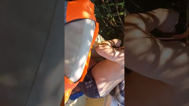 Ловля сазана на поставушки. смотреть онлайн