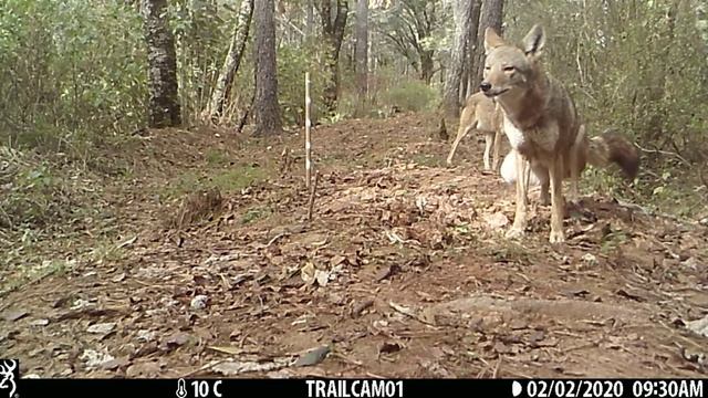 2020 Predator Contest - Edith Mota, Mexico смотреть онлайн
