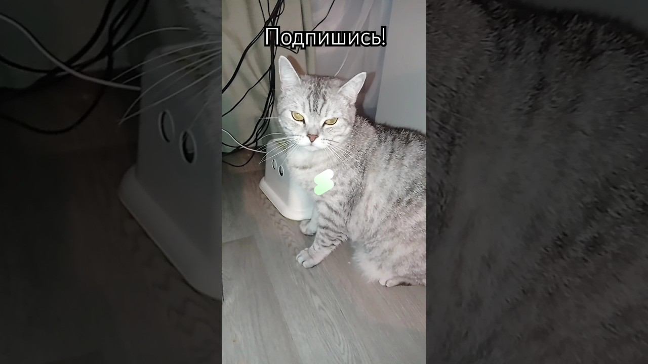 Отвечай честно! #shorts #подписка #котики #лайк #коттитар #милота смотреть онлайн