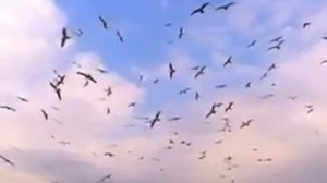 Бабий Яр Евгений Евтушенко