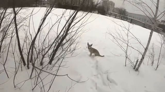 Dog life смотреть онлайн