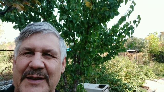 смола на стволе абрикоса.Камедетечение что делать. #садогород #камедь смотреть онлайн