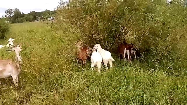 Какое сено заготовили и сколько своим козам смотреть онлайн