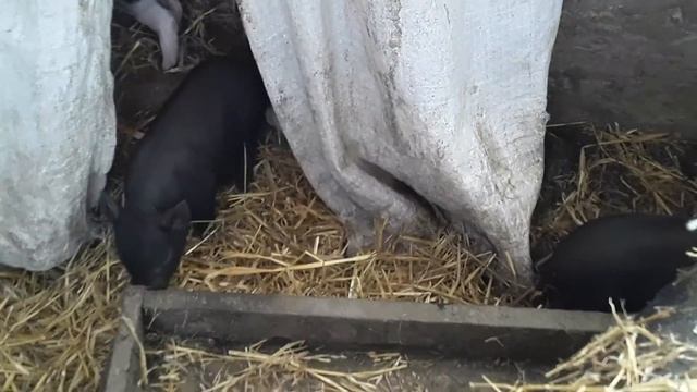 Вьетнамские поросята в 3 недели смотреть онлайн