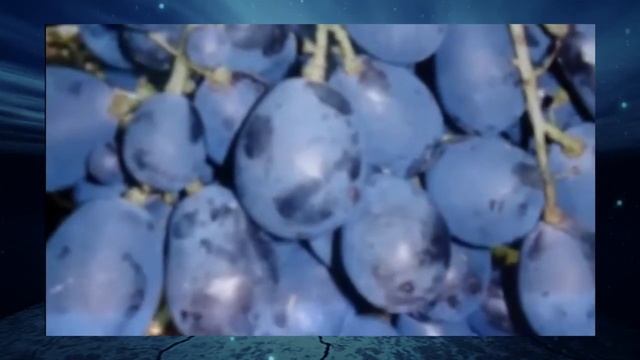 Виноград Ришелье смотреть онлайн