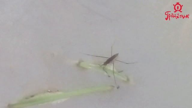 По мотивам повести Я.Ларри "Необыкновенные приключения Карика и Вали". Часть 4 смотреть онлайн