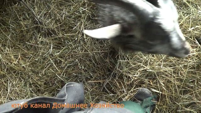 Видео загадка//ДЕРЕВЕНСКИЙ ВЛОЖИК смотреть онлайн