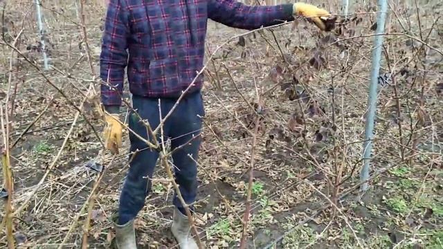 ВЕСЕННЯЯ ОБРЕЗКА ЕЖЕВИКИ смотреть онлайн