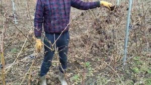 ВЕСЕННЯЯ ОБРЕЗКА ЕЖЕВИКИ