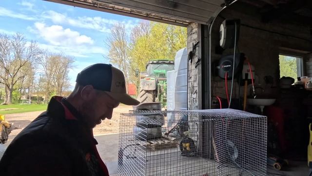 2023 spring #21 Nauji ūkio gyventojai, akmensvydžio treniruotė смотреть онлайн