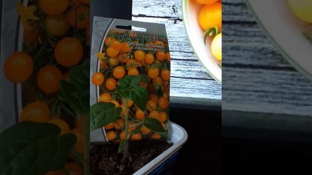 Помидорки черри "Вишня желтая" #shorts смотреть онлайн