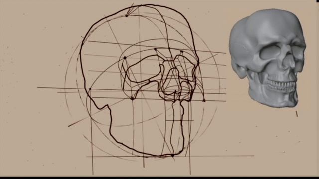 Рисование головы человека конструктивный анализ смотреть онлайн