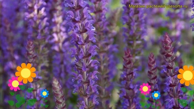 Шалфей дубравный Остфрисленд. Краткий обзор, описание характеристик Salvia Nemorosa Ostfriesland