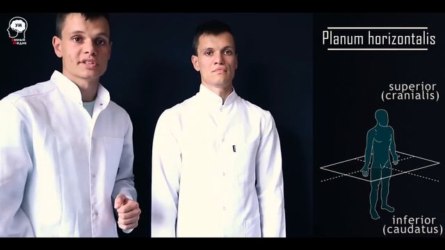 ОСНОВЫ АНАТОМИИ!!! ПЕРВОЕ ЗАНЯТИЕ. ПЛОСКОСТИ и ОСИ