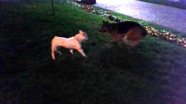 English Bulldog VS German Shepherd