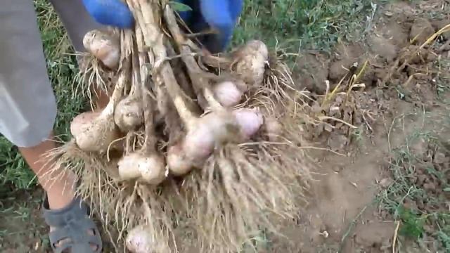 Копаем чеснок мотоблоком!
