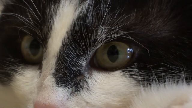 Кот потеряшка ищет дом