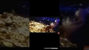 Краб таматоа жить в блеске моана