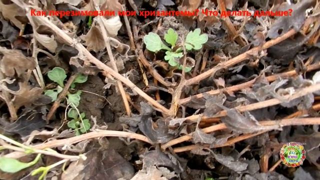 Что делать с хризантемами после зимы. Уход за хризантемами весной смотреть онлайн