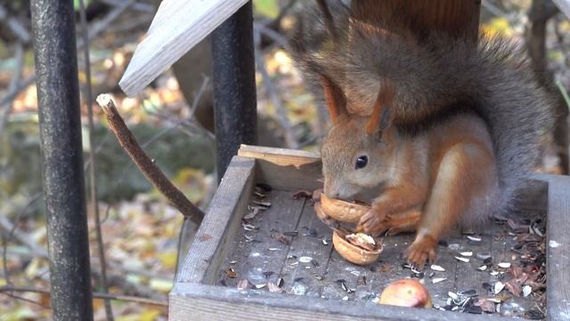 Белка ест грецкий орех. 03.10.2022 смотреть онлайн