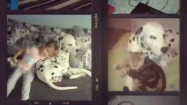 В память о любимом пёсике гераклу,. смотреть онлайн