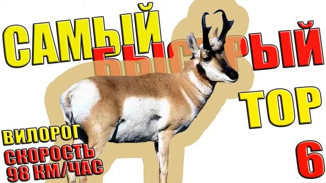 Самое быстрое животное, птица в мире. Топ 10 самых быстрых живых существ на Земле. смотреть онлайн