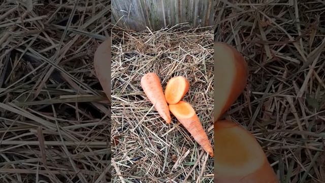 Как ? и Чем ? кормить кроликов ЗИМОЙ . 1 ВИДЕО .ЧАСТЬ 1 . смотреть онлайн