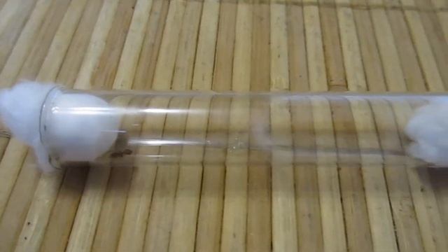 матка муравьев смотреть онлайн