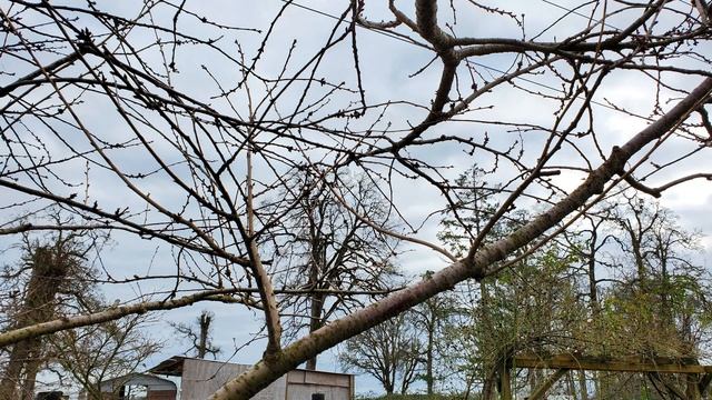 Как вырастить цветущую черешню своими руками смотреть онлайн