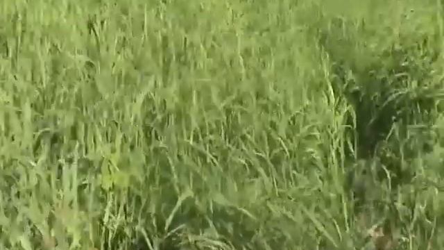 Июнь Бахта  Поездка за черемшой + в конце бонус